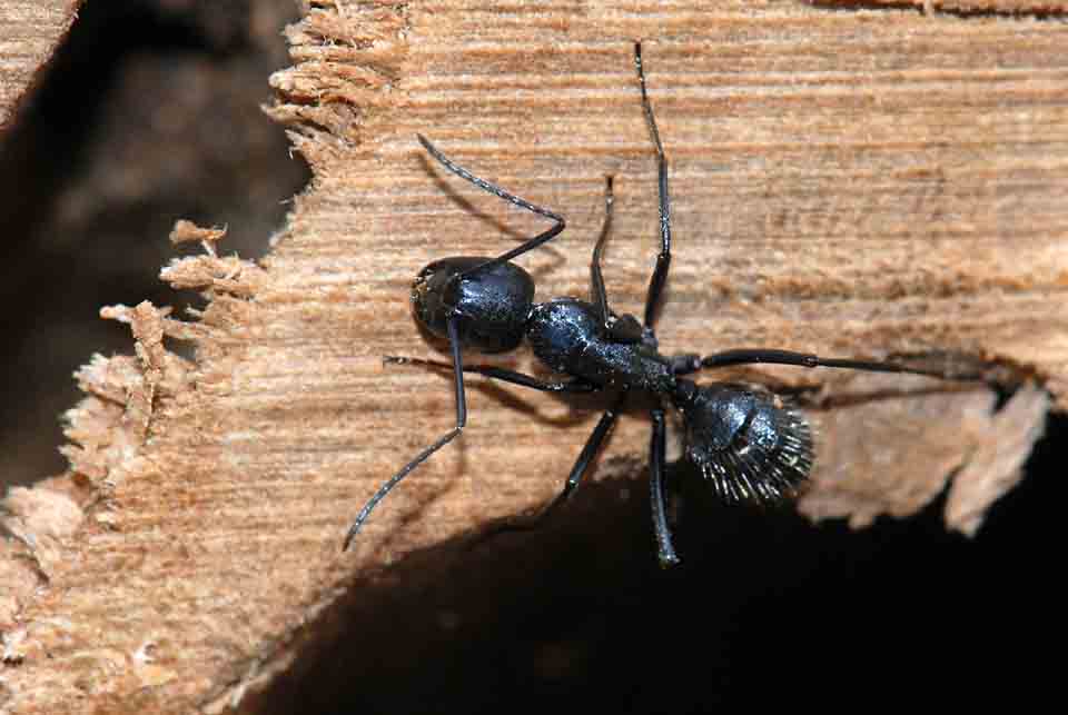 Tronchetto pieno di formiche